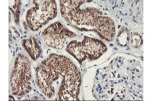 Immunohistochemical staining of paraffin-embedded Human Kidney tissue using anti-PDSS2 mouse monoclonal antibody. (PDSS2 Antikörper)