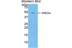 Western Blotting (WB) image for anti-CD40 Ligand (CD40LG) (AA 113-261) antibody (ABIN1858305) (CD40 Ligand Antikörper  (AA 113-261))