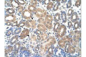 Image no. 1 for anti-HSPB (Heat Shock 27kDa) Associated Protein 1 (HSPBAP1) (AA 412-461) antibody (ABIN6736308) (HSPBAP1 Antikörper  (AA 412-461))