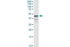 TXNDC4 MaxPab rabbit polyclonal antibody. (ERP44 Antikörper  (AA 1-406))