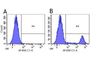 Flow-cytometry using the anti-CD20 research biosimilar antibody Rituximab   Human lymphocytes were stained with an isotype control (panel A) or the rabbit-chimeric version of Rituximab (panel B) at a concentration of 1 µg/ml for 30 mins at RT. (Rekombinanter MS4A1 (Rituximab Biosimilar) Antikörper)