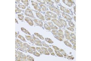 Immunohistochemistry of paraffin-embedded mouse stomach using MSMB antibody (ABIN6003799) at dilution of 1/100 (40x lens). (MSMB Antikörper)