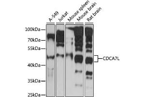 Western blot analysis of extracts of various cell lines, using CDCA7L antibody (ABIN6291901) at 1:1000 dilution. (CDCA7L Antikörper)