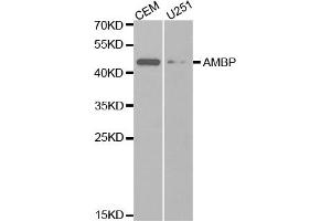 Western blot analysis of extracts of various cell lines, using AMBP antibody (ABIN5970945) at 1/1000 dilution. (AMBP Antikörper)