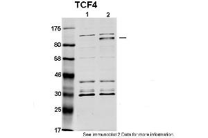 Western Blotting (WB) image for anti-Transcription Factor 4 (TCF4) (N-Term) antibody (ABIN2792580) (TCF4 Antikörper  (N-Term))