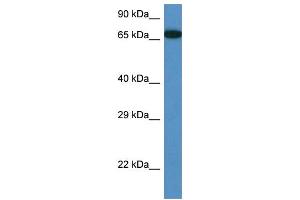 WB Suggested Anti-Mbtd1 Antibody Titration: 1. (MBTD1 Antikörper  (Middle Region))
