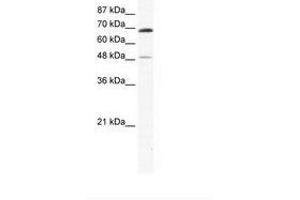 Image no. 1 for anti-Zinc Finger Protein 35 (ZNF35) (AA 33-82) antibody (ABIN6736027) (ZNF35 Antikörper  (AA 33-82))