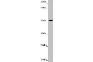 Western blot All lanes: PMPCB antibody at 2. (PMPCB Antikörper  (AA 110-380))
