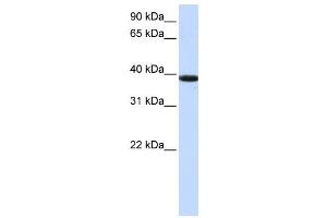 Western Blotting (WB) image for anti-Kelch Domain Containing 8B (KLHDC8B) antibody (ABIN2459197) (KLHDC8B Antikörper)