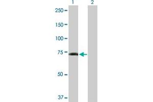 Western Blot analysis of GPR50 expression in transfected 293T cell line by GPR50 MaxPab polyclonal antibody. (GPR50 Antikörper  (AA 1-617))