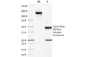 SDS-PAGE (SDS) image for anti-Membrane Metallo-Endopeptidase (MME) (AA 297-483) antibody (ABIN6940060)