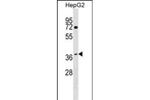 WDR68 Antibody (C-term) (ABIN1537050 and ABIN2848954) western blot analysis in HepG2 cell line lysates (35 μg/lane).