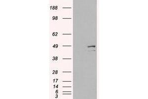 Image no. 1 for anti-Death-Associated Protein 3 (DAP3) (C-Term) antibody (ABIN374210) (DAP3 Antikörper  (C-Term))