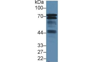 Western Blot; Sample: Mouse Spleen lysate; Primary Ab: 1. (B-Cell Linker Antikörper  (AA 65-314))
