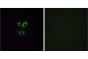 Immunofluorescence (IF) image for anti-Olfactory Receptor, Family 2, Subfamily Y, Member 1 (OR2Y1) (AA 161-210) antibody (ABIN2890993) (OR2Y1 Antikörper  (AA 161-210))