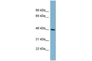 MOS antibody used at 1 ug/ml to detect target protein. (MOS Antikörper  (Middle Region))