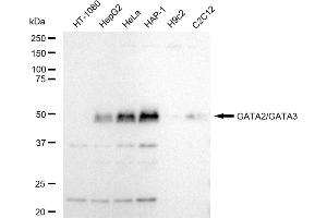 Western blotting analysis using GATA2/GATA3 antibody (ABIN7800933). (Rekombinanter GATA2/GATA3 Antikörper)