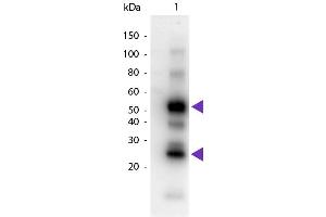 Western Blot of Goat anti-Human IgG Pre-Adsorbed Peroxidase Conjugated Secondary Antibody. (Ziege anti-Human IgG (Heavy & Light Chain) Antikörper (HRP))