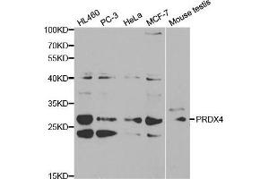 Western blot analysis of extracts of various cell lines, using PRDX4 antibody. (Peroxiredoxin 4 Antikörper  (AA 38-271))