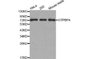 Western blot analysis of extracts of various cell lines, using GTPBP4 antibody. (GTPBP4 Antikörper  (AA 385-634))