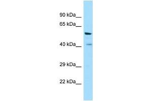 Western Blotting (WB) image for anti-Vomeronasal 1 Receptor 1 (VN1R1) (C-Term) antibody (ABIN2790169)