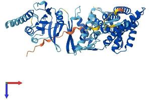 CCT7 Protein (AA 1-544) (His tag)