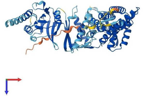 CCT7 Protein (AA 1-544) (His tag)