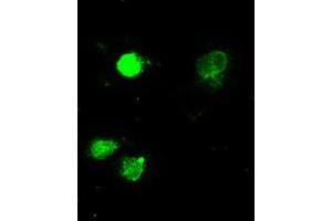 Image no. 1 for anti-Mitogen-Activated Protein Kinase 1 (MAPK1) antibody (ABIN1499289) (ERK2 Antikörper)