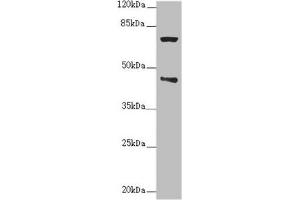 Western blot All lanes: POC1A antibody at 2. (POC1A Antikörper  (AA 138-407))