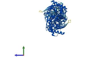 Protein Structure (PS) image for Hexokinase 2 (HK2) (AA 1-917) protein (His tag) (ABIN7562164)