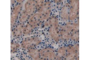 Used in DAB staining on fromalin fixed paraffin- embedded Kidney tissue (Laminin beta 3 Antikörper  (AA 30-222))