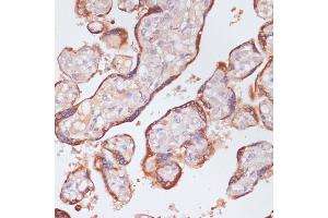 Immunohistochemistry of paraffin-embedded human placenta using KLKB1 antibody (ABIN6129407, ABIN6142966, ABIN6142968 and ABIN6220944) at dilution of 1:100 (40x lens). (KLKB1 Antikörper  (AA 20-300))