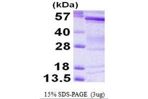 BAI1-Associated Protein 2 (BAIAP2) (AA 1-522) protein (His tag)