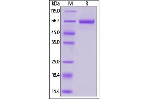 Biotinylated Human B7-H3, Fc,Avitag on  under reducing (R) condition.