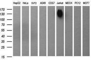 Image no. 1 for anti-Protein tyrosine Phosphatase, Receptor Type, C (PTPRC) antibody (ABIN1497331) (CD45 Antikörper)