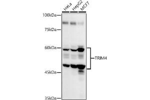 Western blot analysis of extracts of various cell lines, using TRIM4 antibody (ABIN7270999) at 1:1000 dilution. (TRIM4 Antikörper  (AA 1-280))