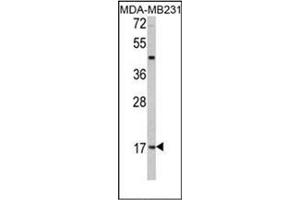 Image no. 1 for anti-Leptin (LEP) (AA 138-167), (C-Term) antibody (ABIN358628) (Leptin Antikörper  (C-Term))