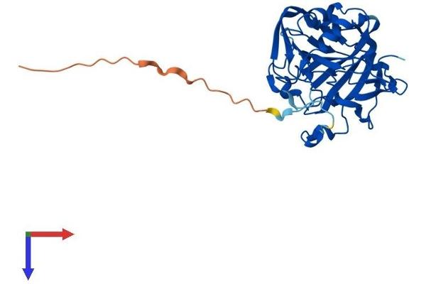 CA8 Protein (AA 1-290) (His tag)
