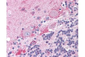 Anti-CNR1 / CB1 antibody IHC of human brain, cerebellum. (CNR1 Antikörper  (AA 461-472))