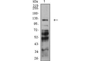 Western blot analysis using PCDH9 mouse mAb against C6 (1) cell lysate. (Protocadherin 9 Antikörper  (AA 24-148))
