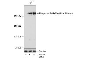 Western blot analysis of extracts of 293T cells, using Phospho-mTOR-S2448 Rabbit mAb (ABIN7268435) at 1:1000 dilution. (MTOR Antikörper  (pSer2448))