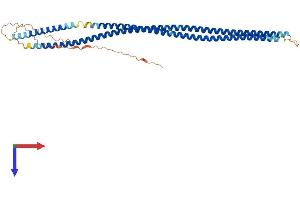 Keratin 34 Protein (KRT34) (AA 1-392) (His tag)