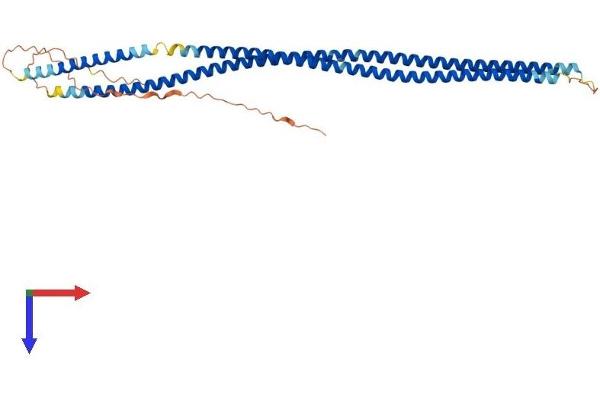 Keratin 34 Protein (KRT34) (AA 1-392) (His tag)