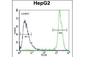 GM Antibody (Center) (ABIN654109 and ABIN2843991) flow cytometric analysis of HepG2 cells (right histogram) comred to a negative control cell (left histogram).
