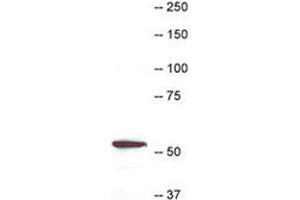 Western blot of CORO1A in HL-60 Cell extract stained with RPCA-Cor1a CORO1A polyclonal antibody  at dilution of 1 : 10000.
