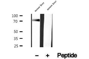 Western blot analysis of extracts of mouse liver tissue, using DNAJC10 antibody.