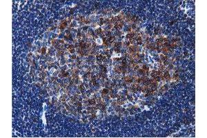 Image no. 10 for anti-Transforming, Acidic Coiled-Coil Containing Protein 3 (TACC3) antibody (ABIN1498095) (TACC3 Antikörper)