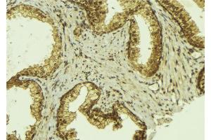 ABIN6274193 at 1/100 staining Mouse colon tissue by IHC-P. (TFE3 Antikörper  (Internal Region))