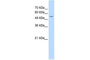 WB Suggested Anti-FJX1 Antibody Titration:  0. (FJX1 Antikörper  (N-Term))