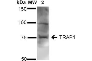 Western blot analysis of Human Cervical Cancer cell lysates (HeLa) showing detection of ~75 kDa TRAP1 protein using Rabbit Anti-TRAP1 Polyclonal Antibody .